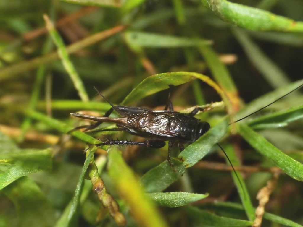 Che animale produce questo suono? Svercus palmetorum palmetorum (Gryllidae)